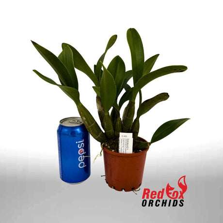 Dendrobium speciosum (capricorne X curvicaule) 'Yellow' X 'Tinaroo Dam'