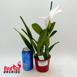 Cattleya perrinii alba x self