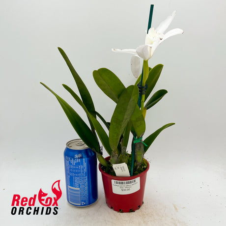 Cattleya perrinii alba x self