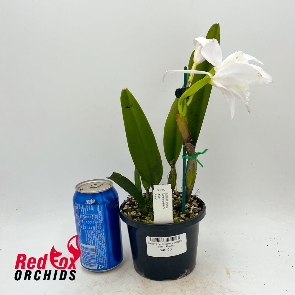 Cattleya perrinii alba x self