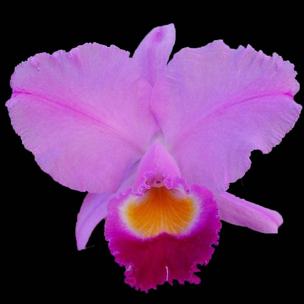 Cattleya trianae 'Best Flares x Flares'