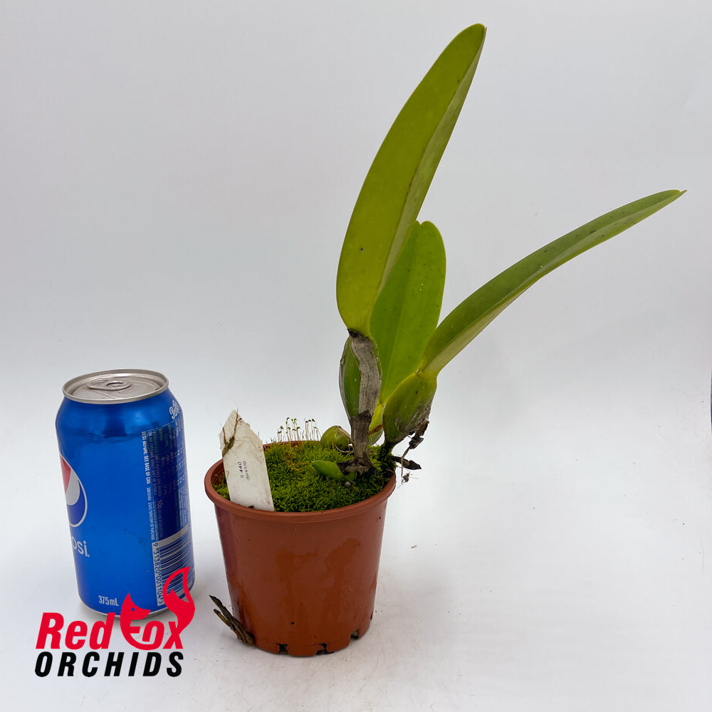 Cattleya trianae 'Best Flares x Flares'