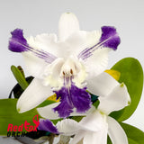 Cattleya intermedia fma aquinii coerulea 'Darkest Pansy Splash' x C. intermedia var. coerulea (4n) X sib