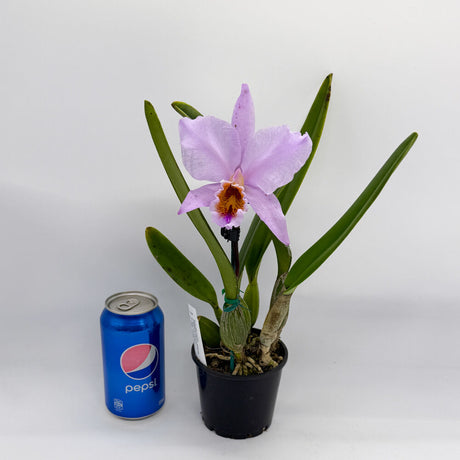 Cattleya percivaliana 'GBT Wide Open' x 'V Big Compact'