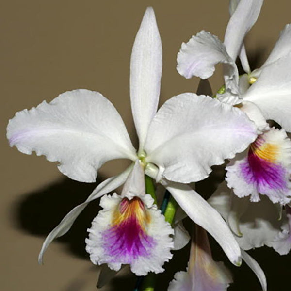 Cattleya labiata semi-alba (C1253) X semi-alba (S108)