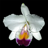 Cattleya quadricolor x sib