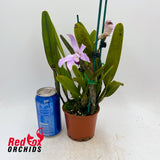 Cattleya perrinii x self