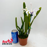Cattleya perrinii coerulea X sib