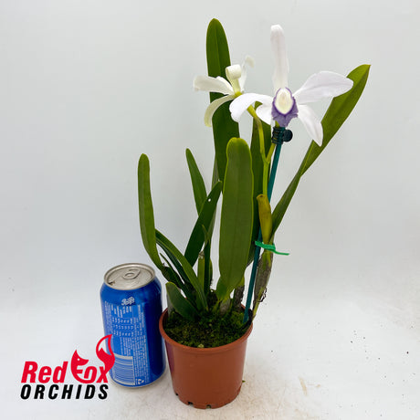 Cattleya perrinii coerulea X sib