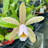 Cattleya forbesii