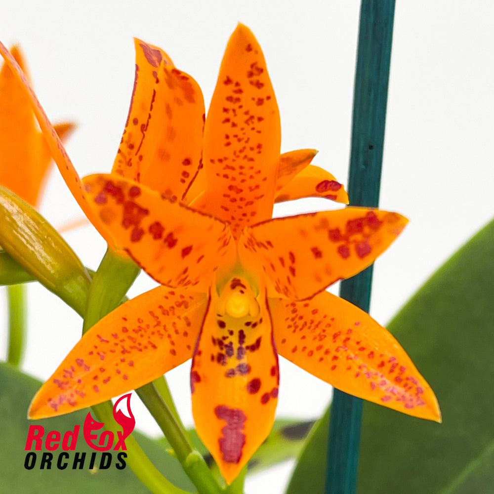 Guarianthe aurantiaca ('Mishima Spot' X self) 'Orange & Spots' X 'Golden Dew'