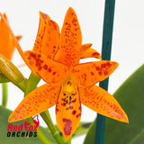 Guarianthe aurantiaca ('Mishima Spot' X self) 'Orange & Spots' X 'Golden Dew'