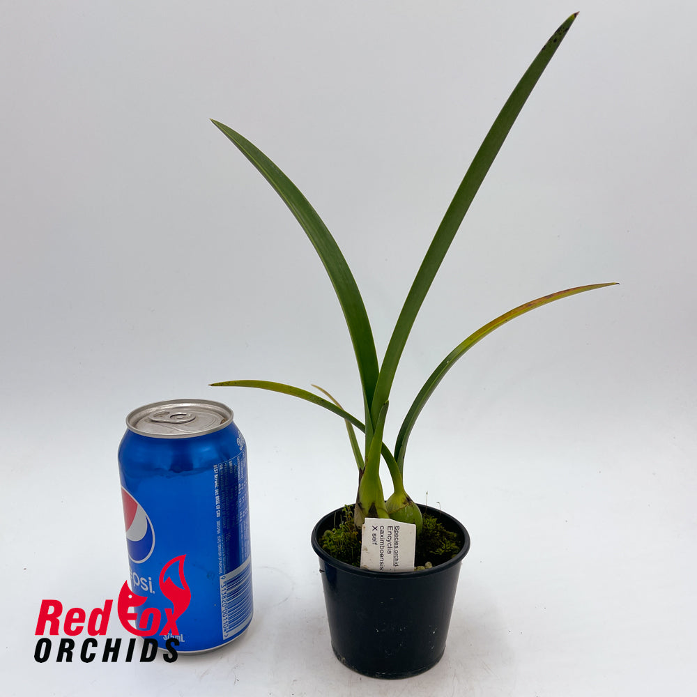 Encyclia caximboensis x self