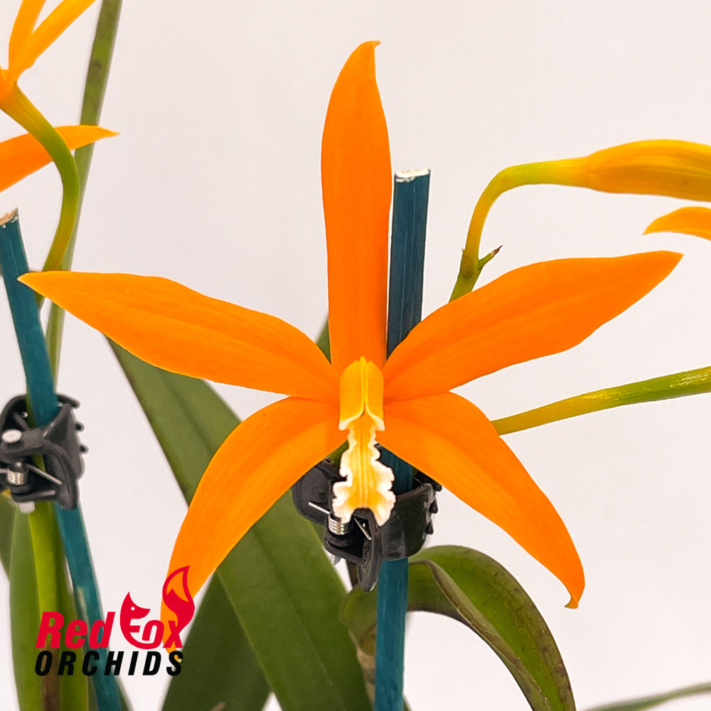 Cattleya harpophylla