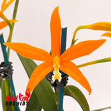 Cattleya harpophylla