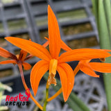 Cattleya harpophylla