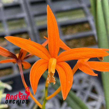 Cattleya harpophylla
