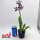 Encyclia cordigera 'TDH1 x TDH2'