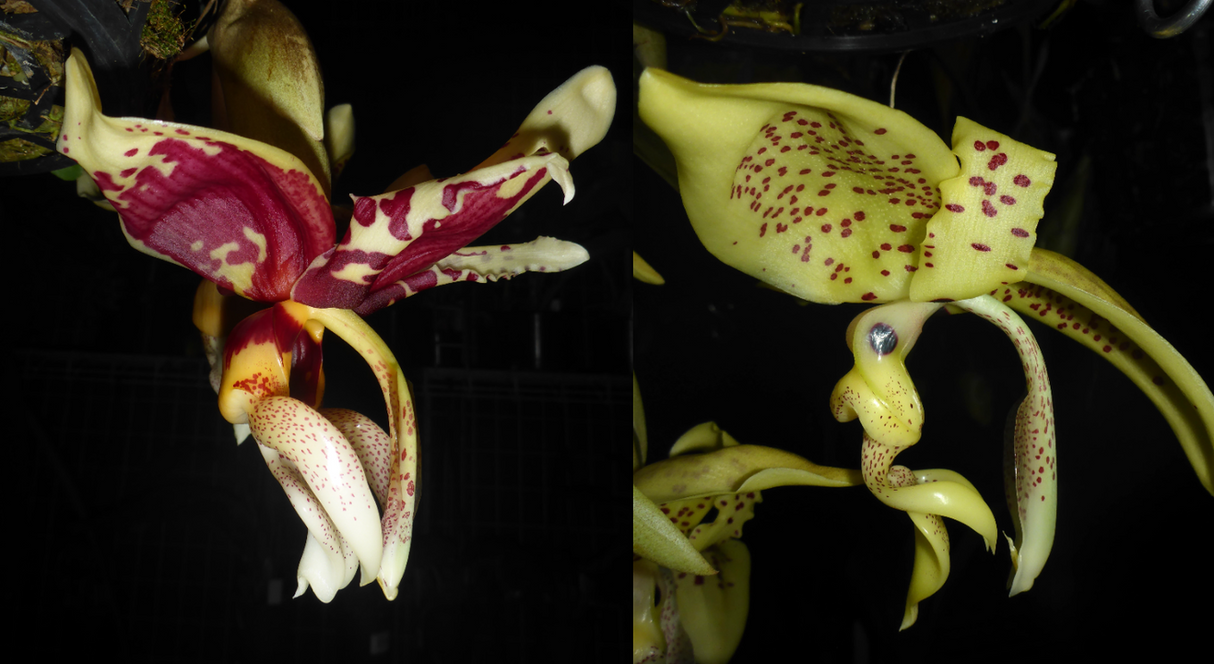 Stanhopea Betty Castillo