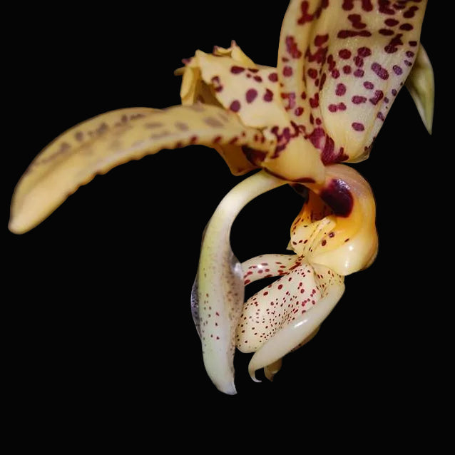 Stanhopea Bird of Prey