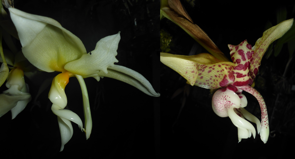 Stanhopea Dreamcatcher