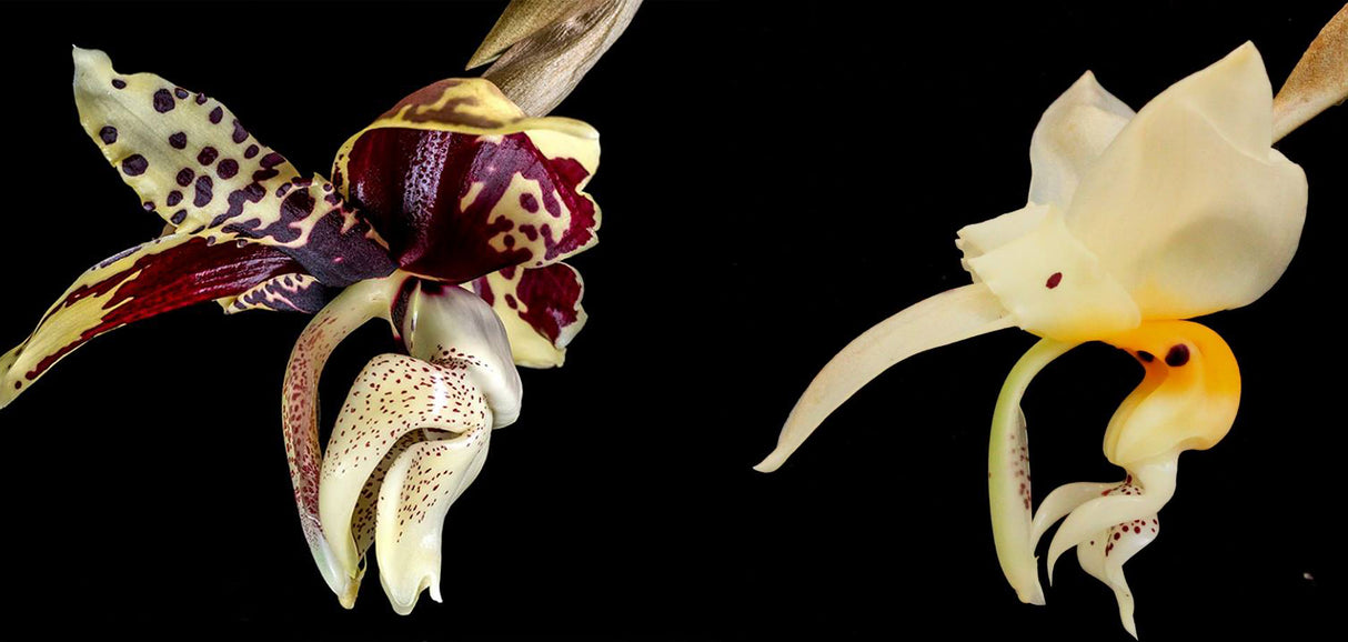 Stanhopea Emily Bush