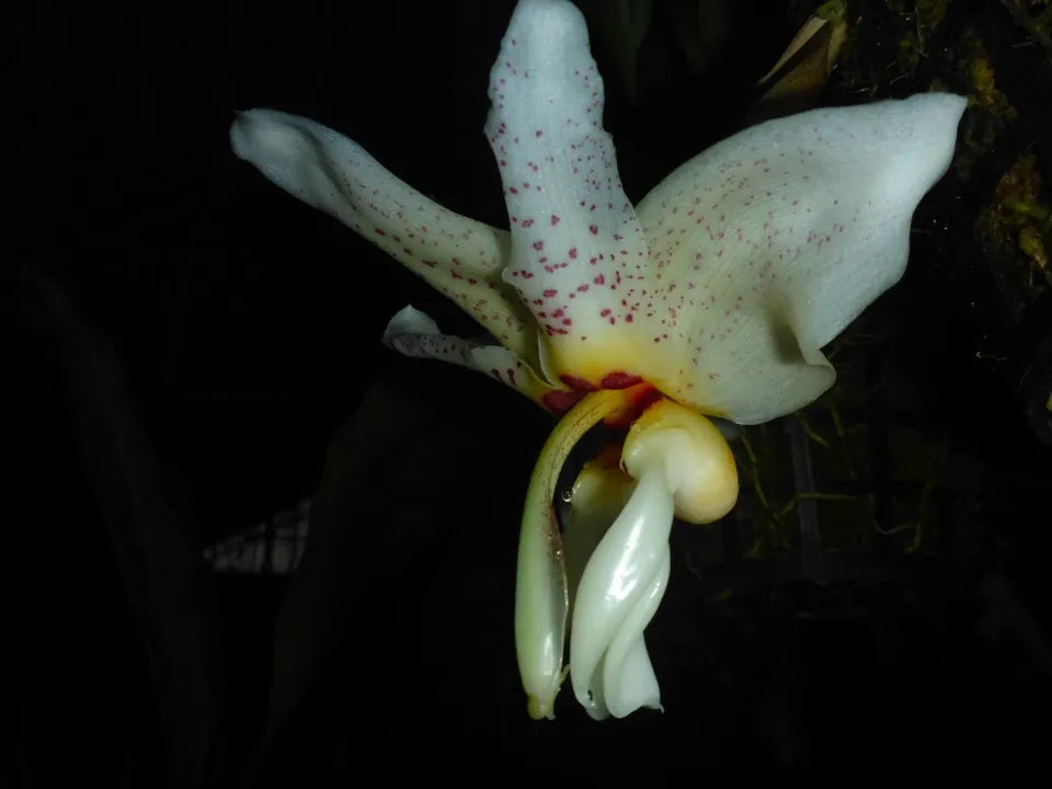 Stanhopea Foxy Lady