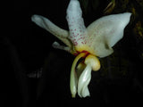 Stanhopea Foxy Lady