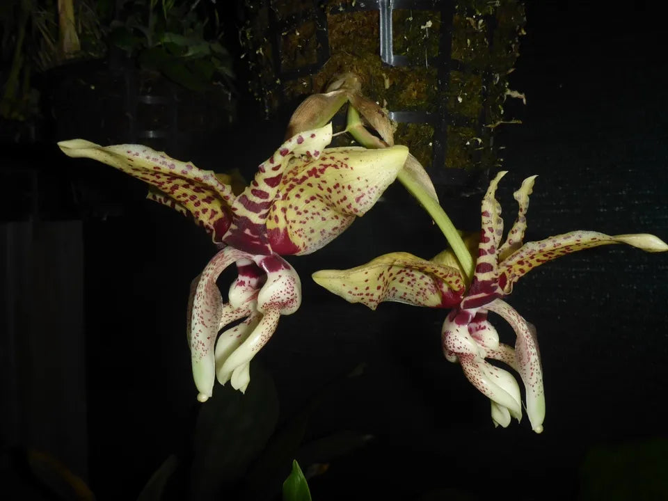 Stanhopea Great Expectations