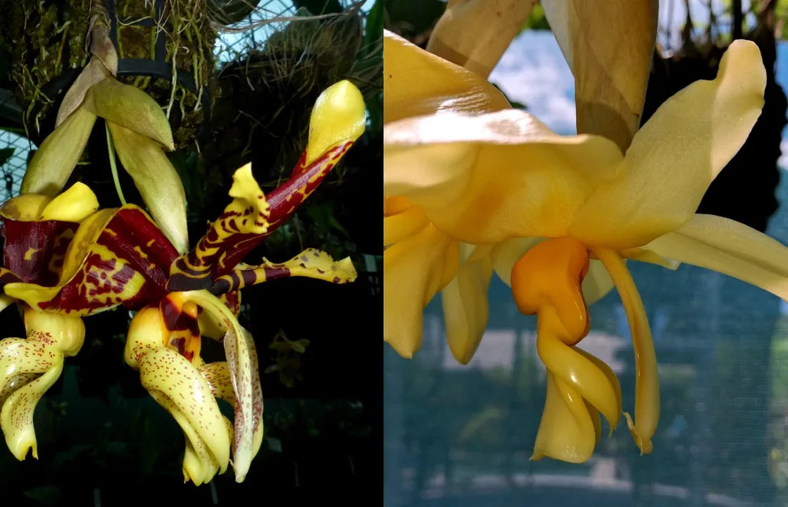 Stanhopea Kraven