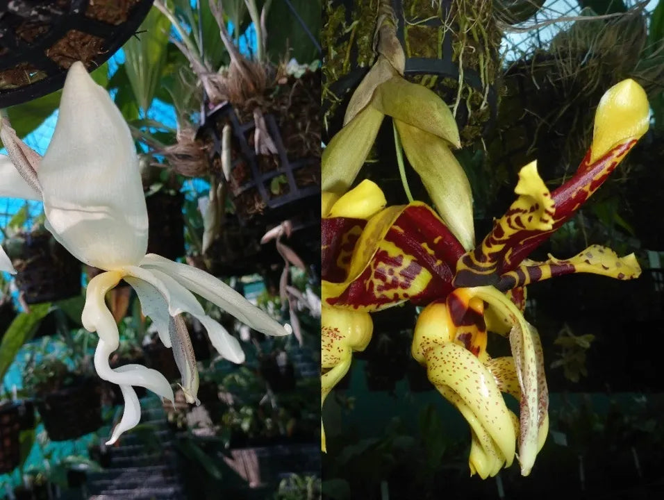 Stanhopea Memoria W. Hubbard