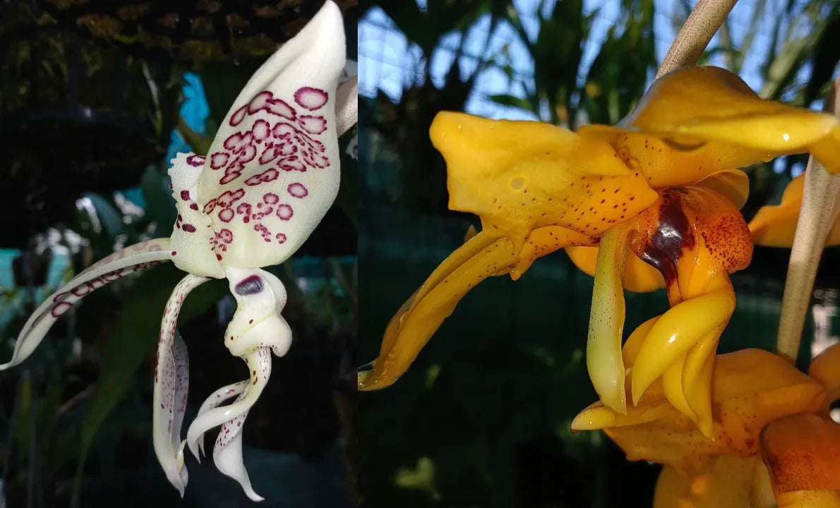 Stanhopea Suncoast Mishmash