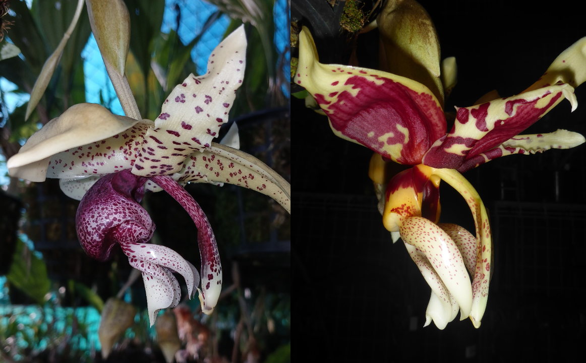 Stanhopea Suncoast Gracie