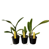 80MM Cattleya Orchids for Red Fox Orchids Starter Pack