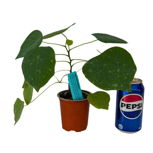 Other Plants