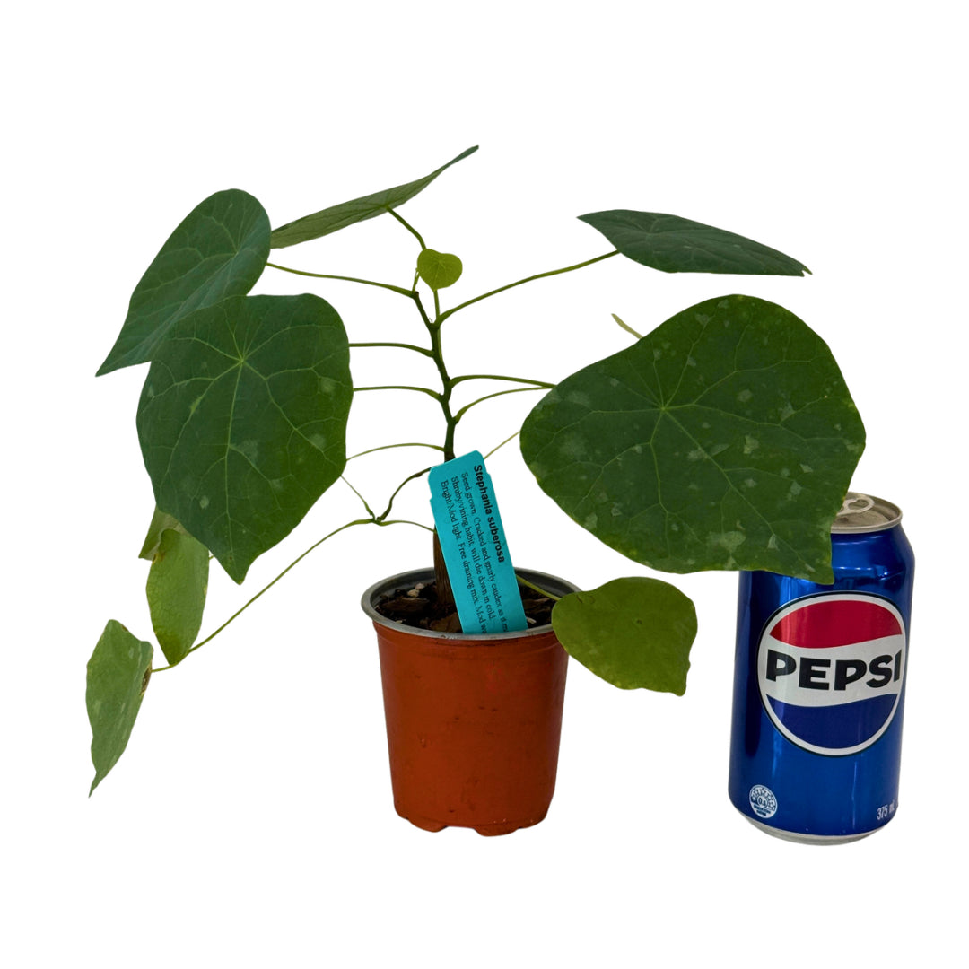 Stephania suberosa deciduous caudiciform plant
