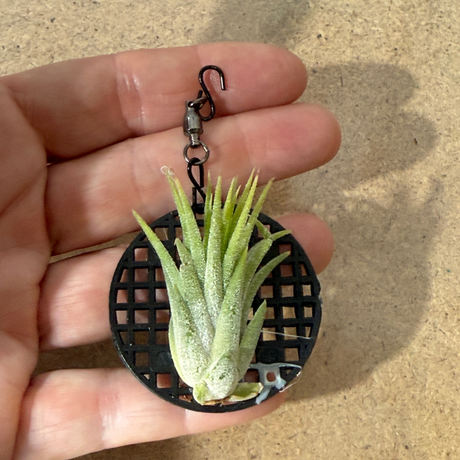Tillandsia Ionantha 'Druid'