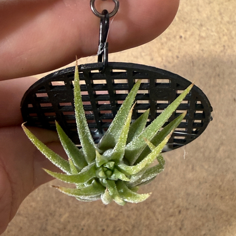 Tillandsia Ionantha 'Druid'