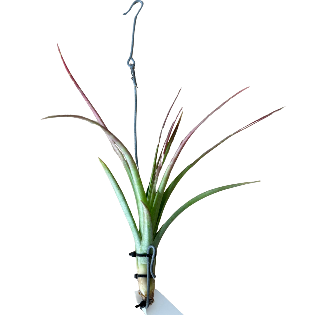 Tillandsia Phoenix