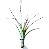 Tillandsia Phoenix