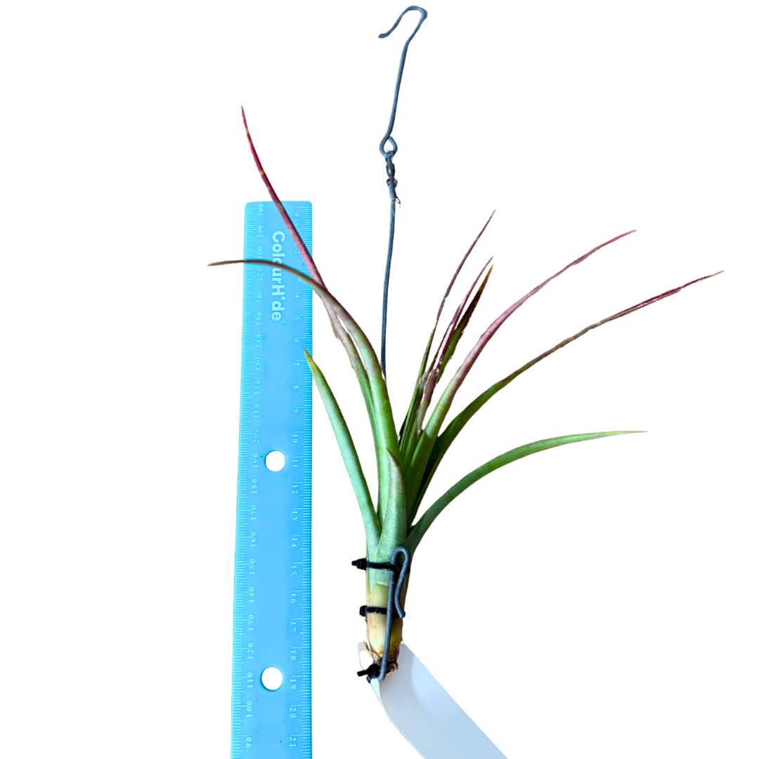 Tillandsia Phoenix