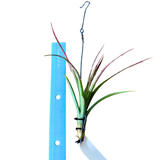 Tillandsia Phoenix