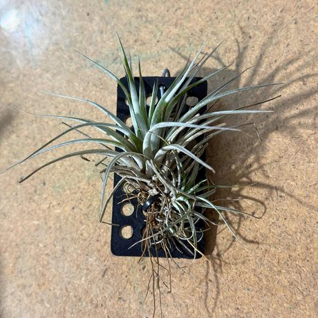 Tillandsia pringeli