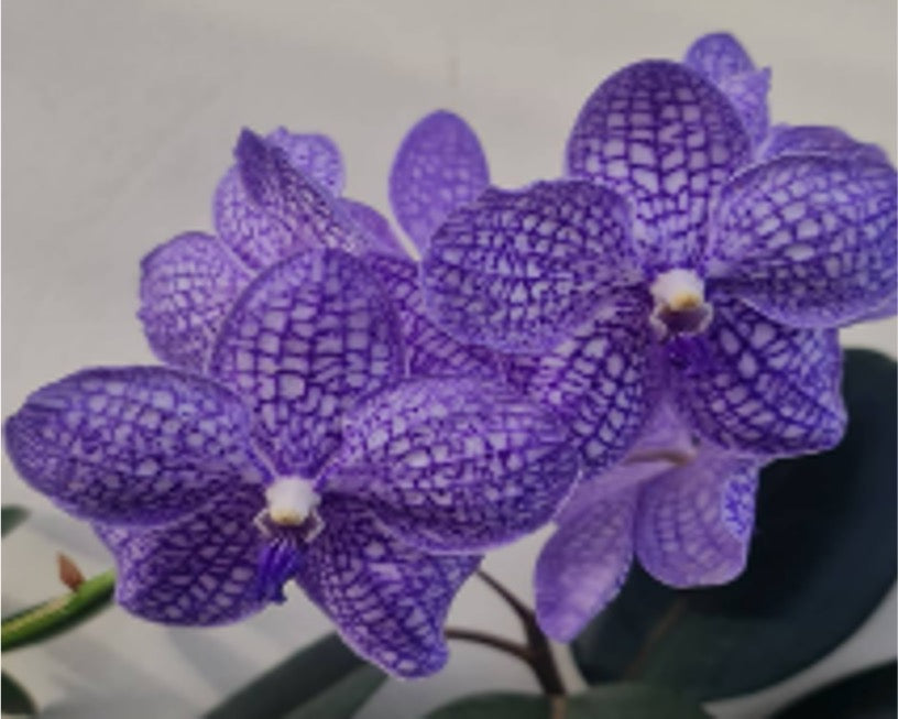 Vanda Chulee 'Blue'