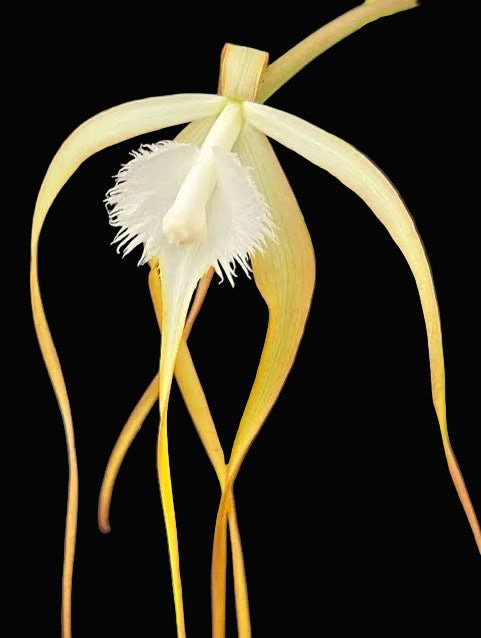 Brassavola cucullata x sib