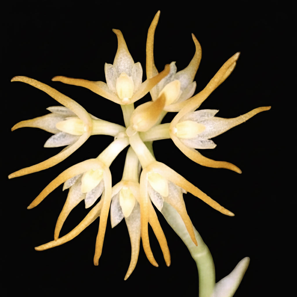 Bulbophyllum brevistylum