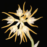 Bulbophyllum brevistylum