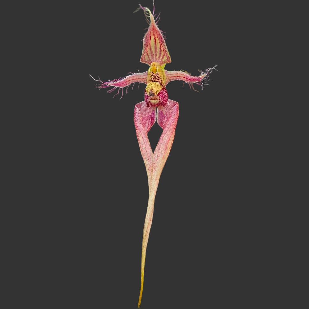 Bulbophyllum Kara Lee