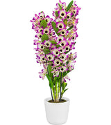 Dendrobium Sunny Eyes