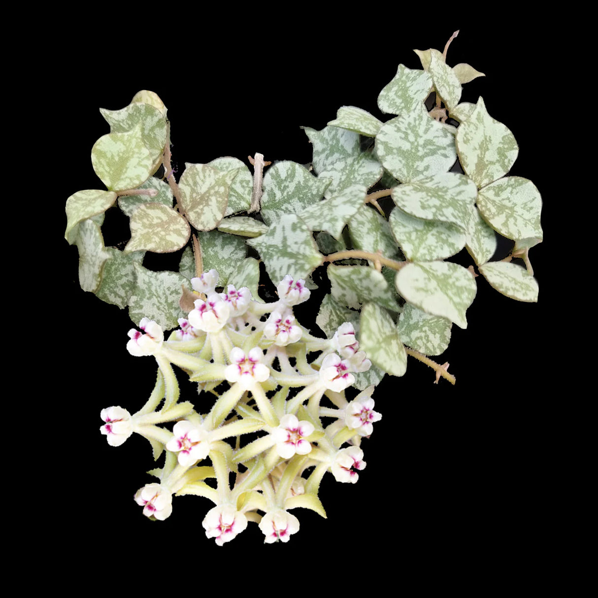 Hoya curtisii 'Thailand'